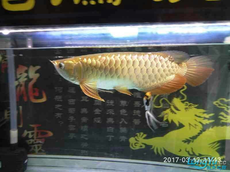 2017年更新了金龍的成長(zhǎng) 黃金眼鏡蛇雷龍魚(yú) 第6張