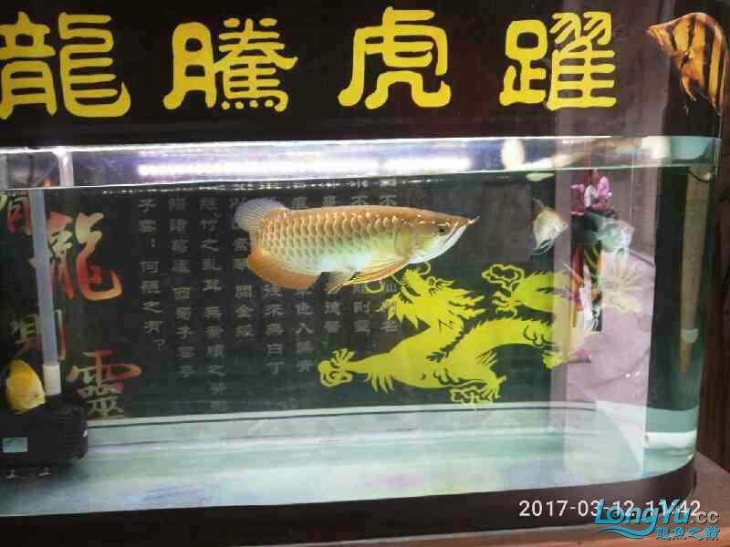 2017年更新了金龍的成長(zhǎng) 黃金眼鏡蛇雷龍魚(yú) 第7張