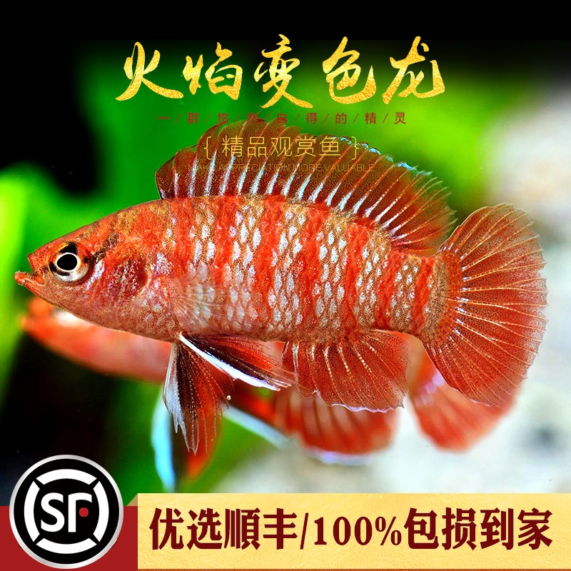 請問是紅龍嗎？ 戰(zhàn)車紅龍魚 第4張