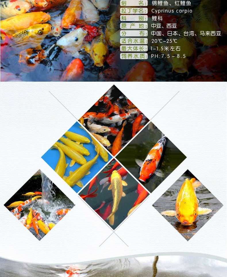 精品自家魚(yú) 觀賞魚(yú) 第2張