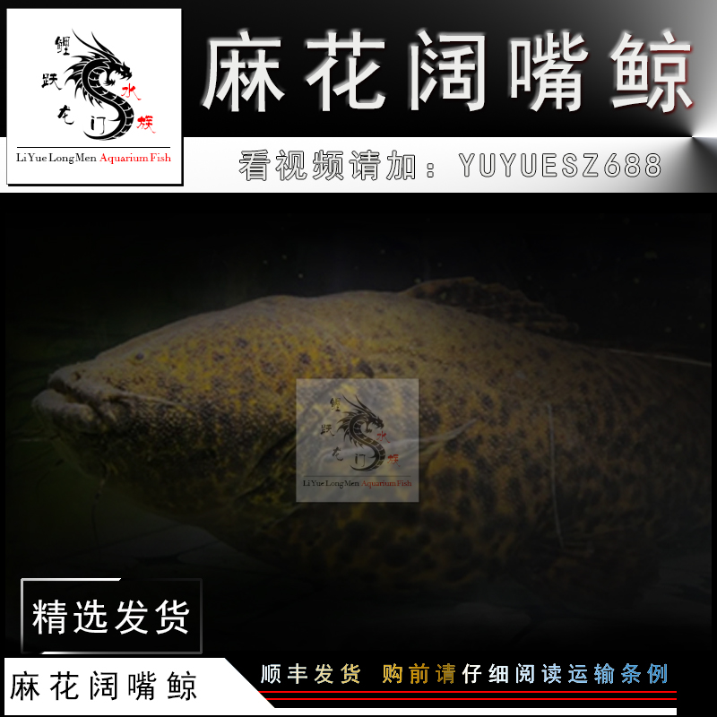 貴州中黃茶業(yè)科技有限公司 水族世界 第1張