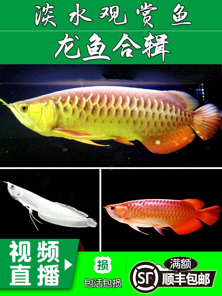 開(kāi)始養(yǎng)魚(yú)和弄亂魚(yú)缸