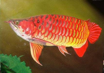 比較有規(guī)模的繁殖魚場不知算不知震撼 斯維尼關(guān)刀魚 第21張