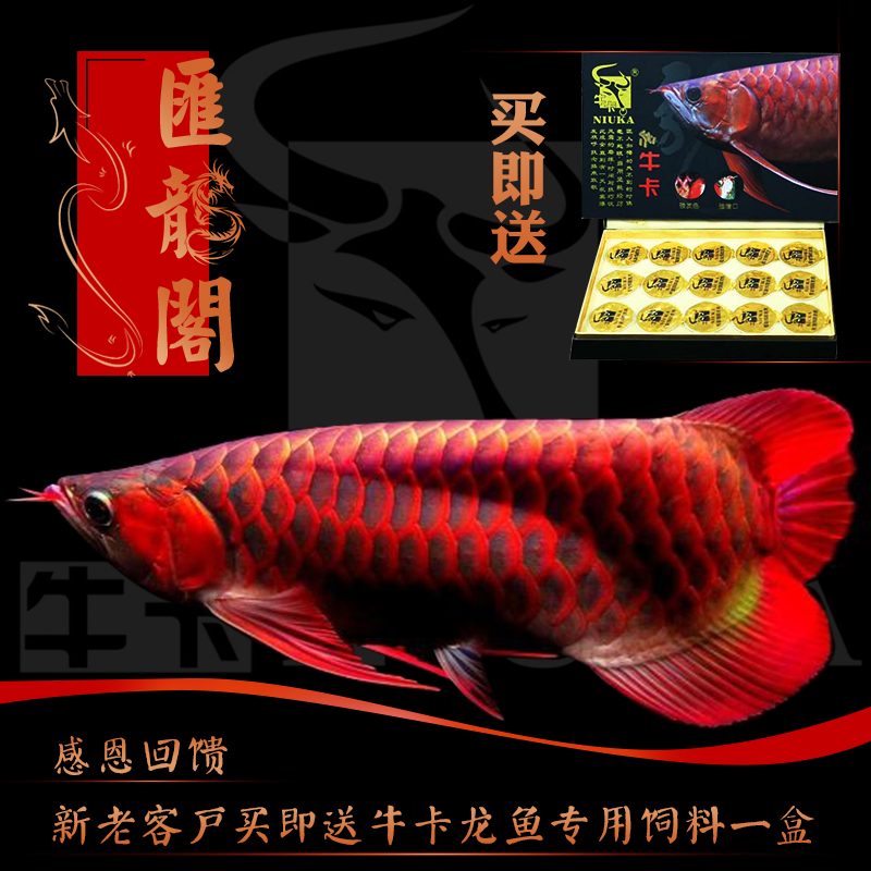 如何治療觀賞魚疾病 觀賞魚疾病 第2張