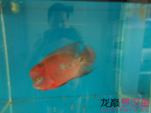 嗮魚 PH調(diào)節(jié)劑 第1張