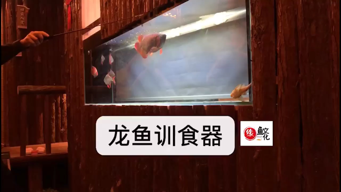 龍魚訓(xùn)食器 伊巴卡魚 第1張