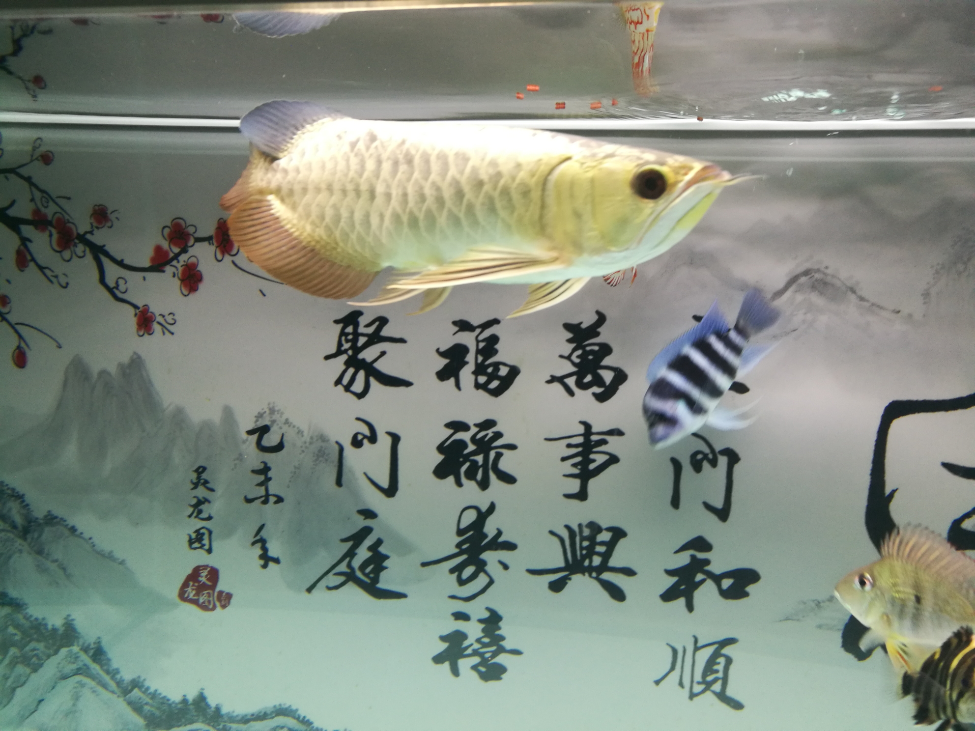 試吃綠立卓必客龍魚(yú)全營(yíng)養(yǎng)飼料 委內(nèi)瑞拉奧里諾三間魚(yú)苗 第3張