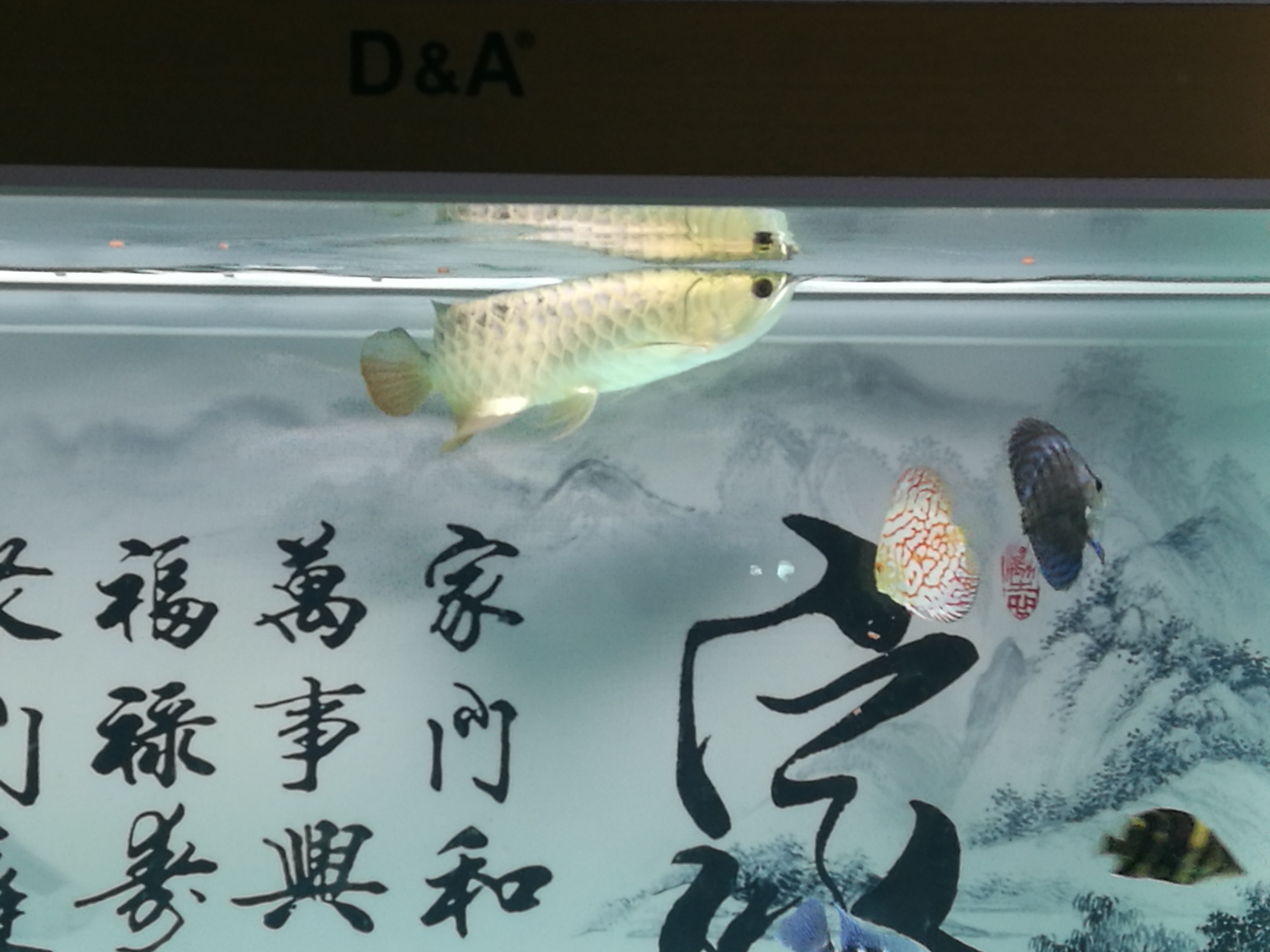 試吃綠立卓必客龍魚(yú)全營(yíng)養(yǎng)飼料 委內(nèi)瑞拉奧里諾三間魚(yú)苗 第5張