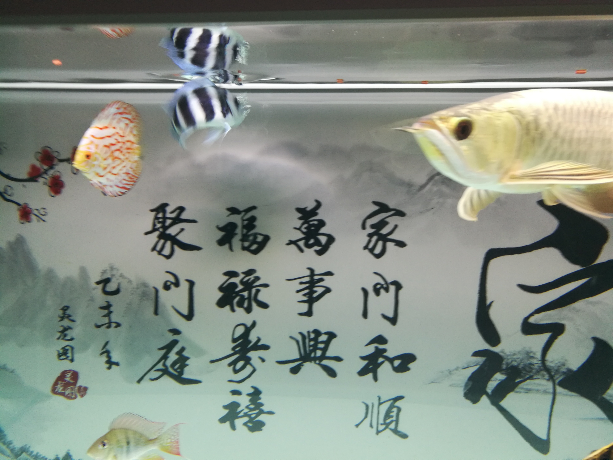 試吃綠立卓必客龍魚(yú)全營(yíng)養(yǎng)飼料 委內(nèi)瑞拉奧里諾三間魚(yú)苗 第4張