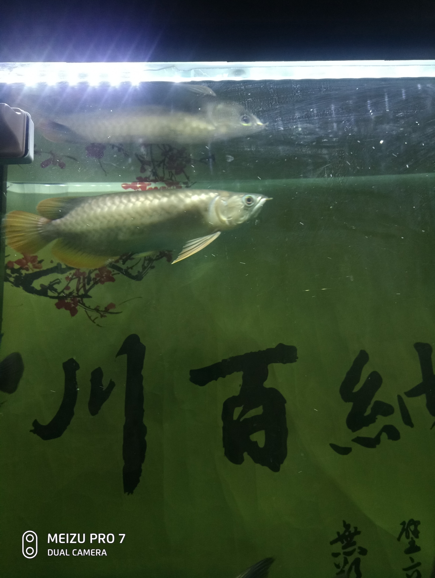 請問大神們這是什么龍魚？多少錢？