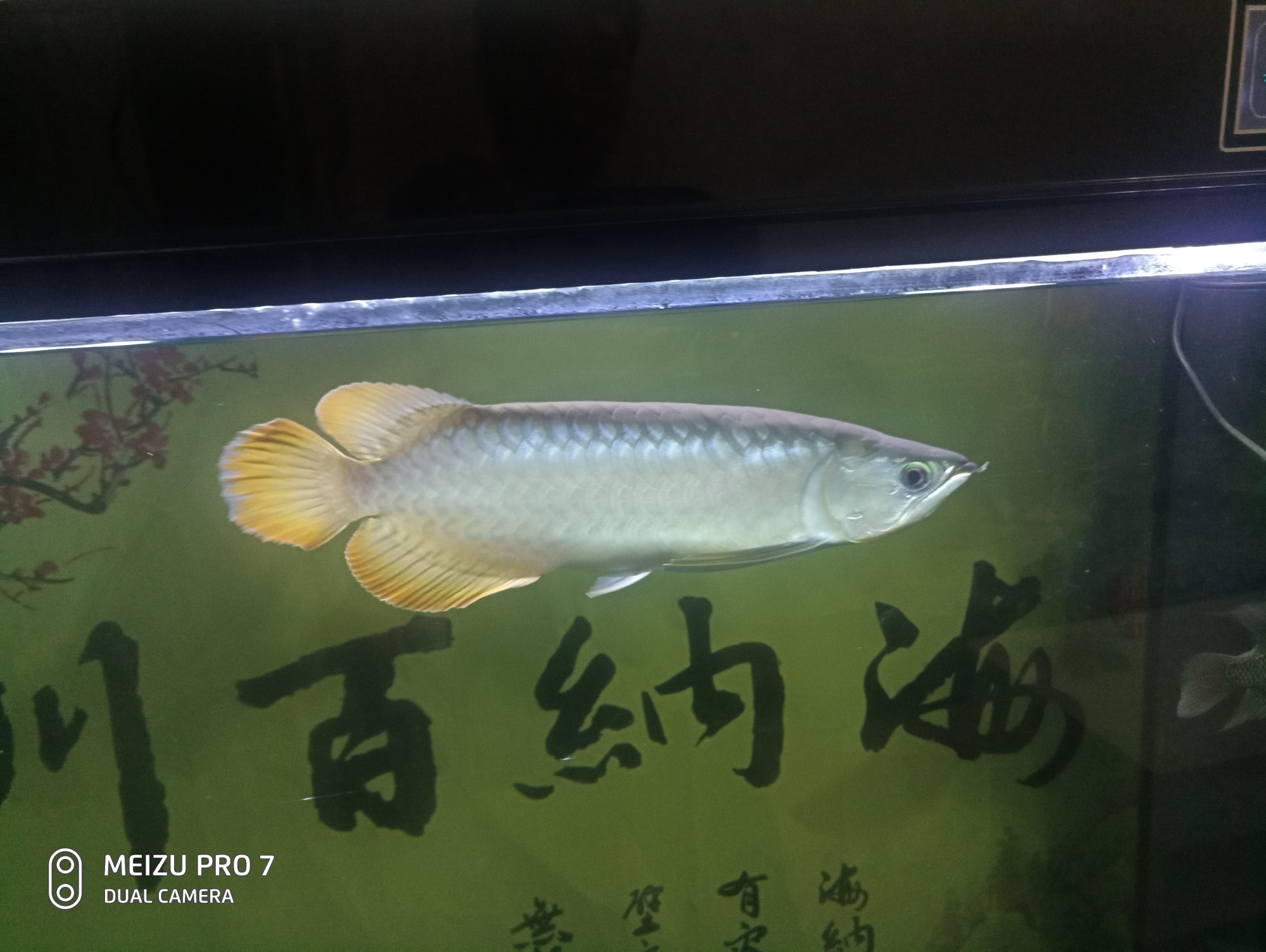 請(qǐng)問大神們這是什么龍魚？多少錢？ 馬拉莫寶石魚苗 第6張