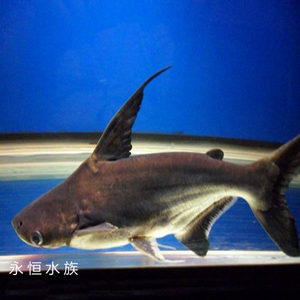 潮州地區(qū)求購(gòu)大鸚鵡魚(yú)