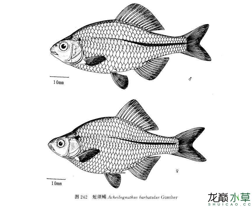 亞洲特產(chǎn)短須鱊 鸚鵡魚(yú) 第3張