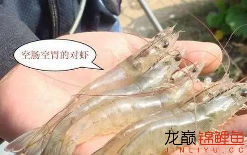 南美白對蝦空腸空胃應(yīng)該怎么辦？ 元寶鳳凰魚 第1張