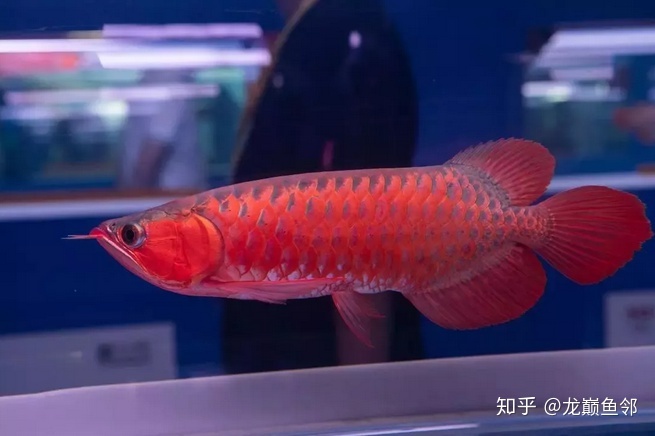 記錄第一次幫龍魚做手術(shù) 夢(mèng)幻雷龍魚 第2張