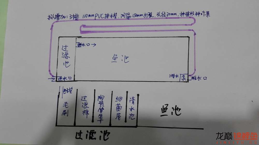 魚菜共生準(zhǔn)備開工216 觀賞魚魚苗 第4張