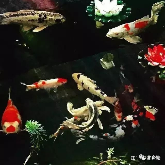 德龍花魚批發(fā)城 三間鼠魚