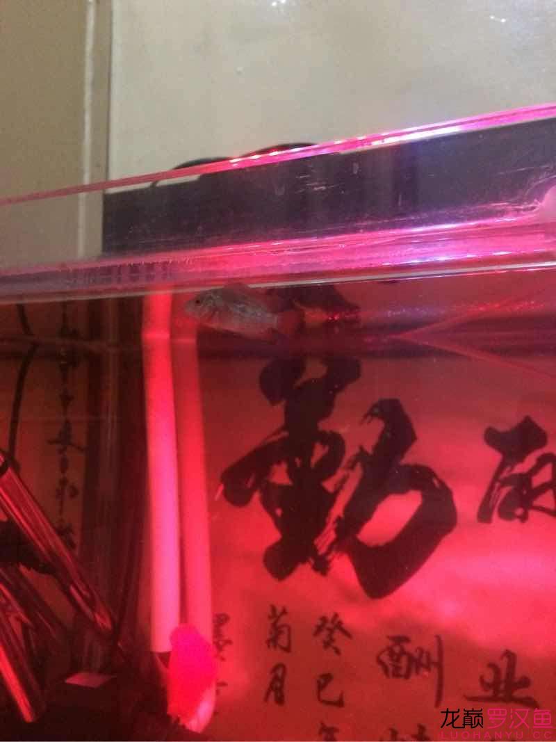 跪求 魚缸/水族箱 第1張