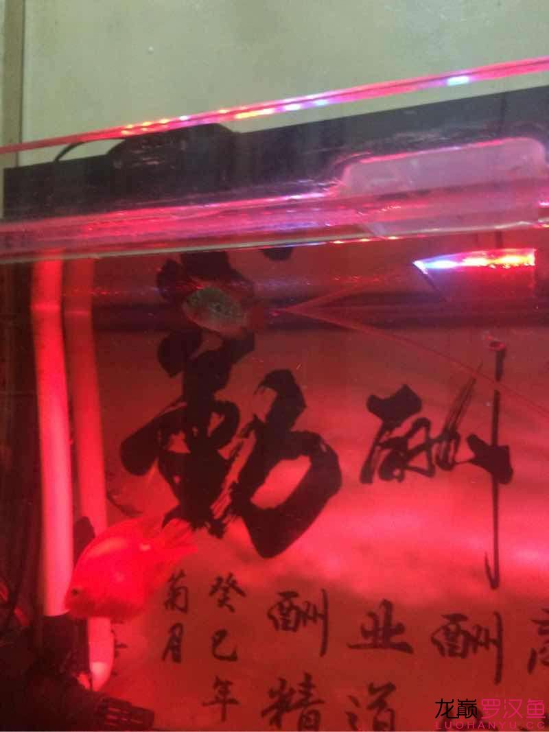 跪求 魚缸/水族箱 第3張