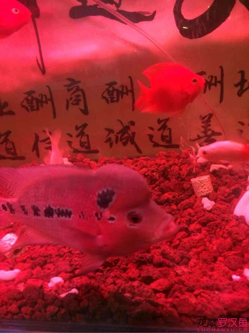 跪求 魚缸/水族箱 第5張