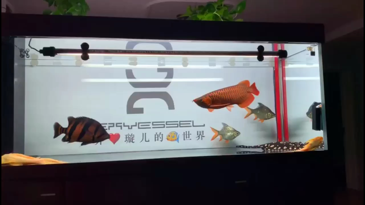 nec6700k白光效果 魚缸水泵 第1張