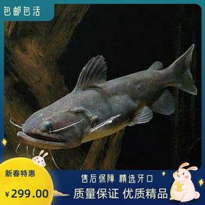 如此飼養(yǎng) 眼斑魚 第3張