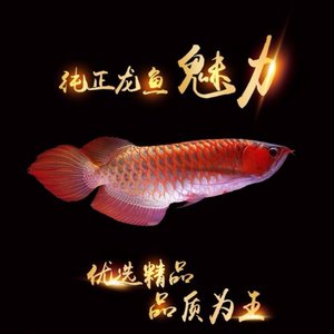 514母親節(jié)來(lái)臨媽媽節(jié)日快樂(lè) 肺魚(yú) 第1張