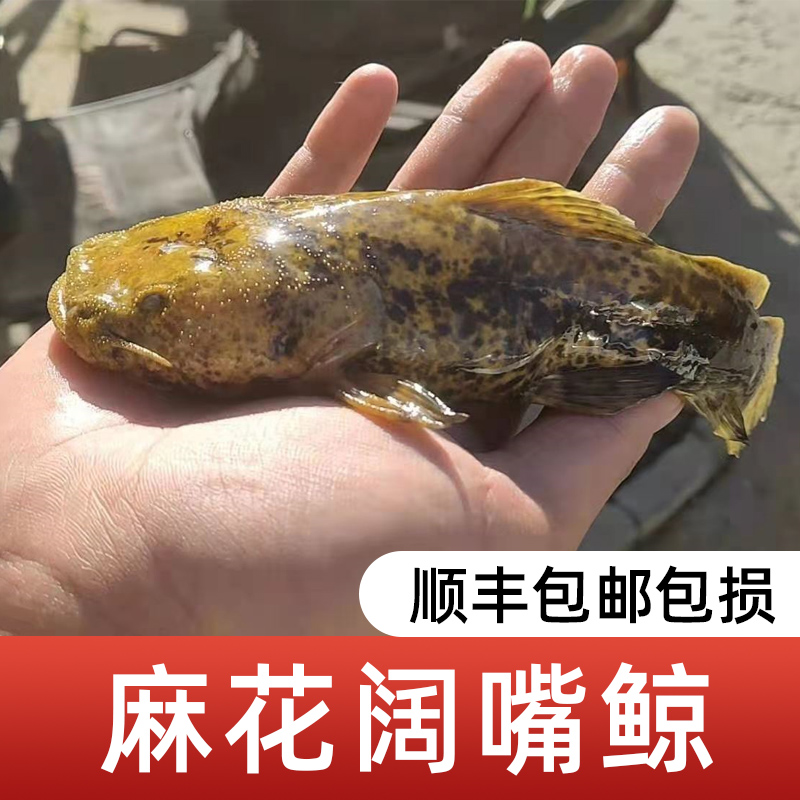 魚友們有沒有過濾里的小飛蟲煩惱過