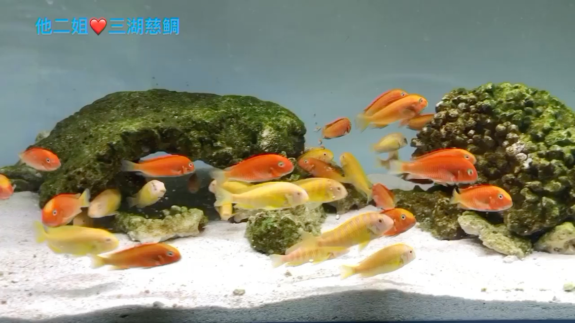 臺灣鳳蝶和黃鰭蝴蝶