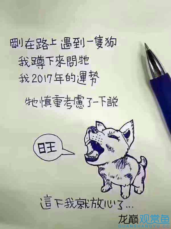 跨越2016奔向2017～感謝2016一路有你期待2017一起同行～HAPPYNEWYEAR 祥龍超血紅龍魚 第2張