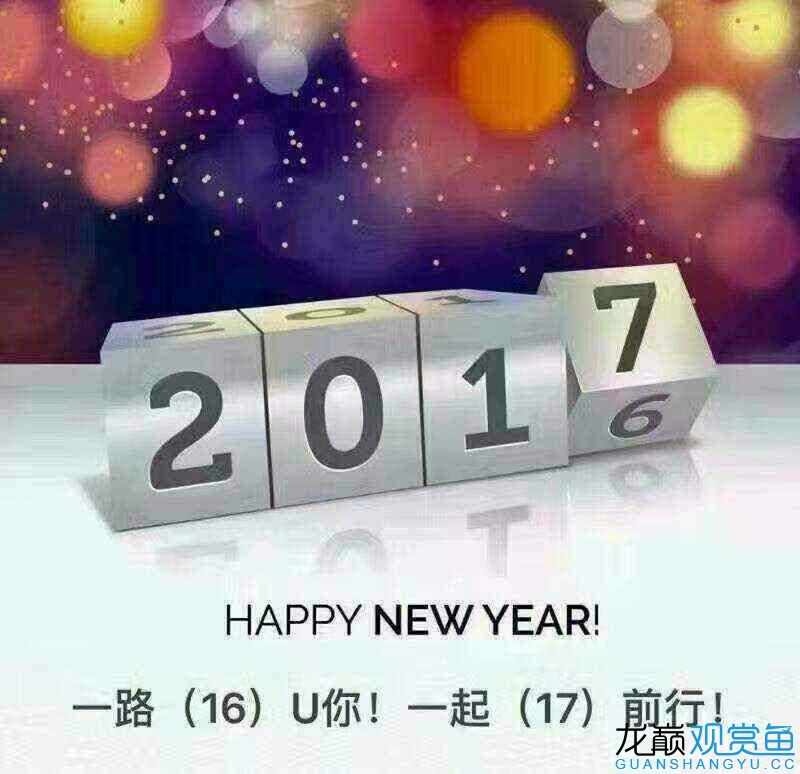 跨越2016奔向2017～感謝2016一路有你期待2017一起同行～HAPPYNEWYEAR 祥龍超血紅龍魚 第1張