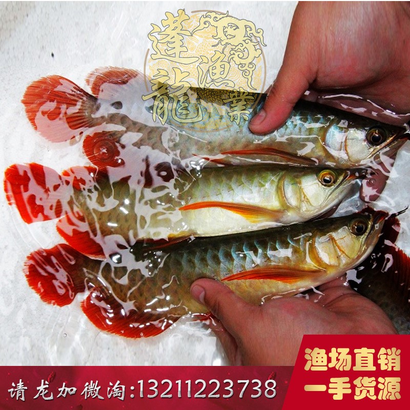 魚越養(yǎng)越少 福魟魟魚 第2張