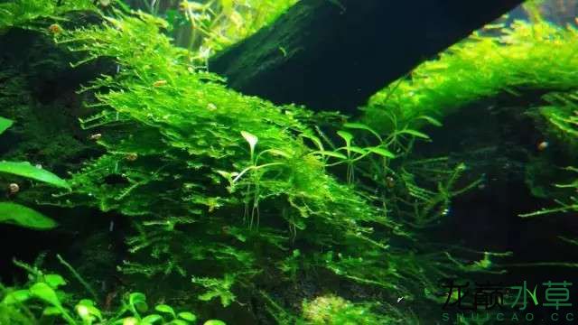 春天就要來了缸里萬紫千紅總是春 其它水族用具設備 第18張