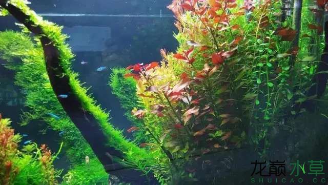 春天就要來了缸里萬紫千紅總是春 其它水族用具設備 第21張