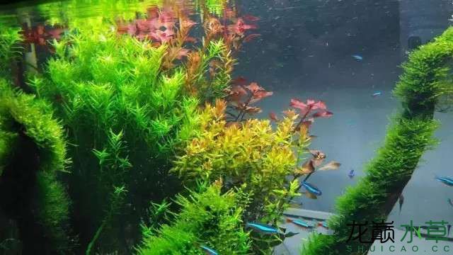 春天就要來了缸里萬紫千紅總是春 其它水族用具設備 第20張