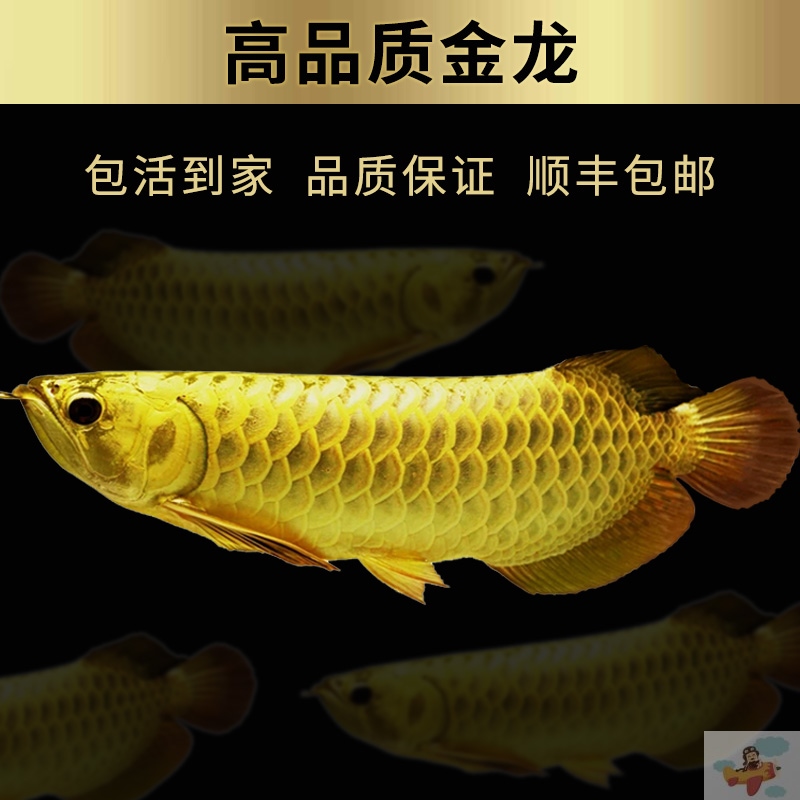 全缸的魚都有充血發(fā)紅現(xiàn)象求助各位高手幫忙想想辦法？