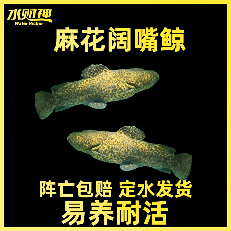 跪求各位大神 馬拉莫寶石魚(yú) 第2張