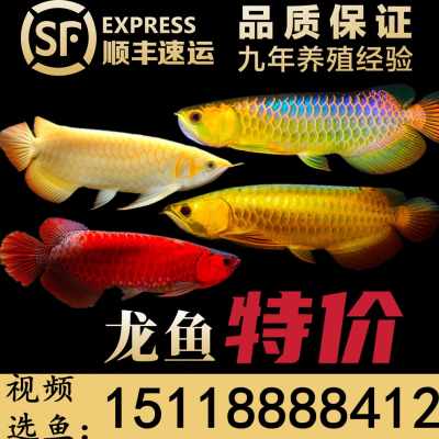 抽個(gè)時(shí)間擦缸換水 藍(lán)底過背金龍魚 第3張