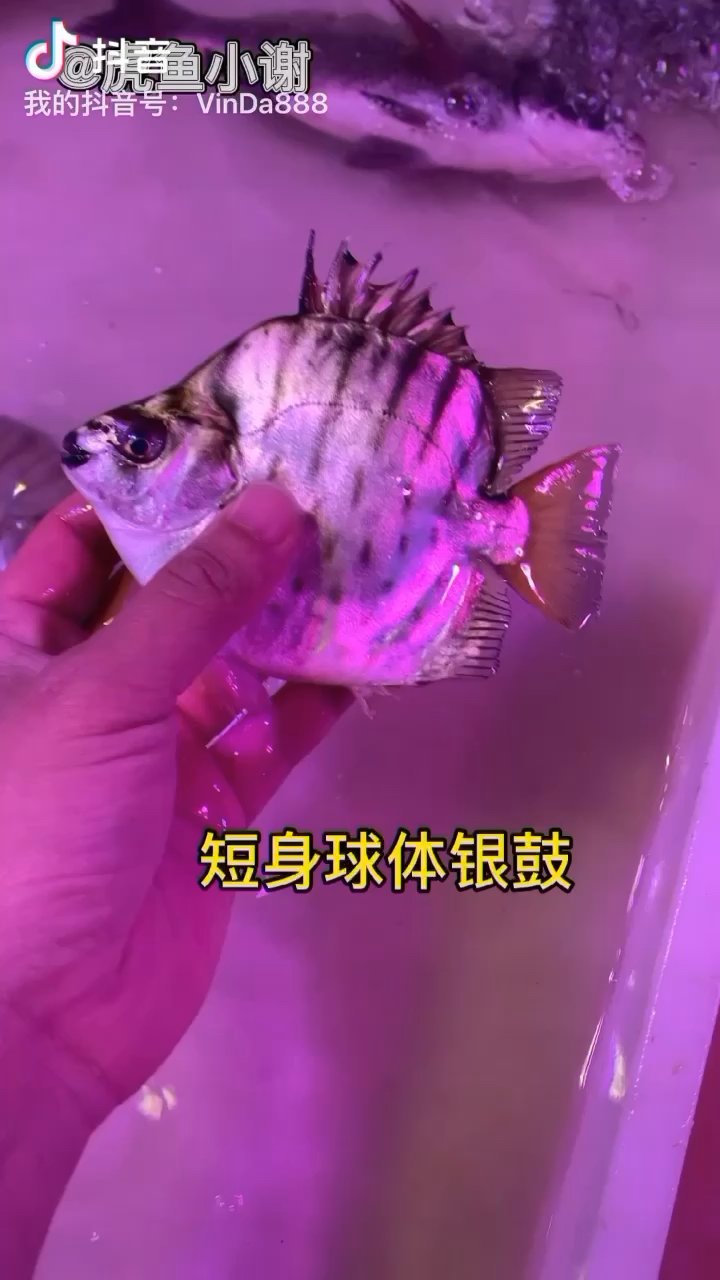 在魚市場看到你魚缸的魚嗎？