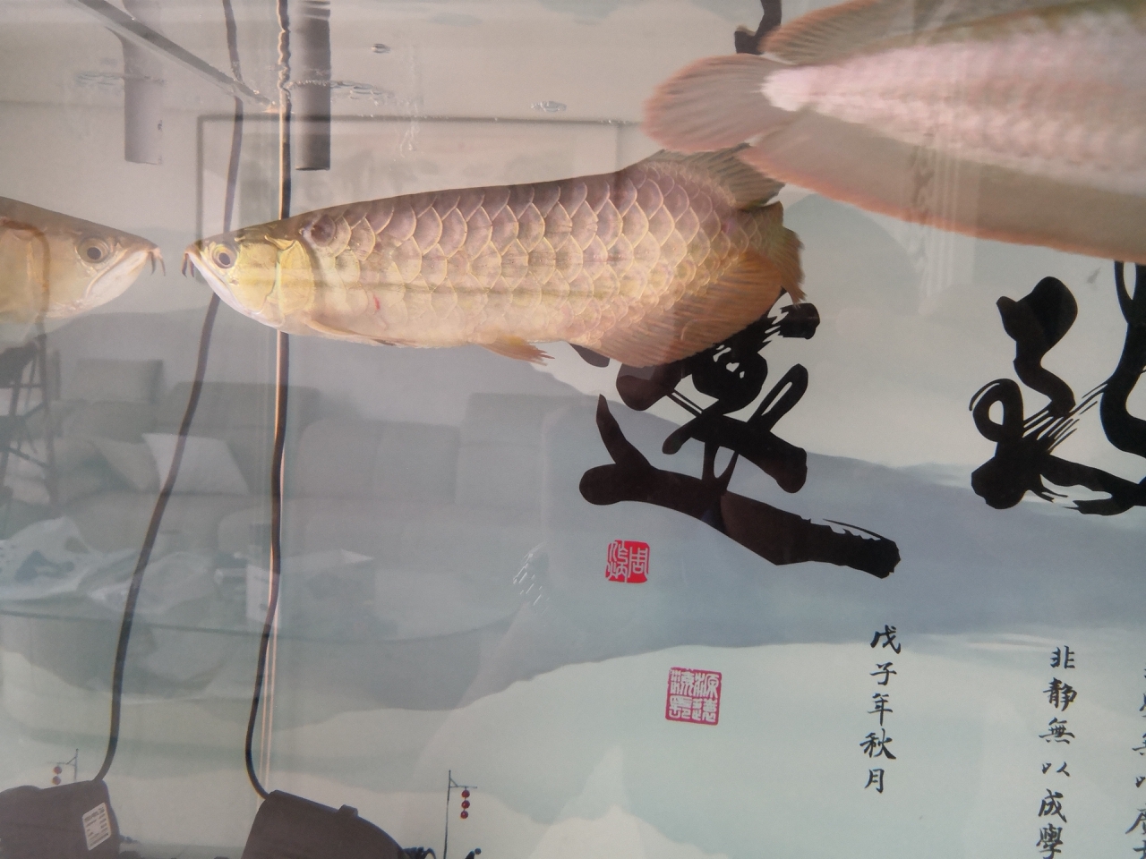 龍魚換缸出血怎么調(diào)整 馬拉莫寶石魚苗 第1張