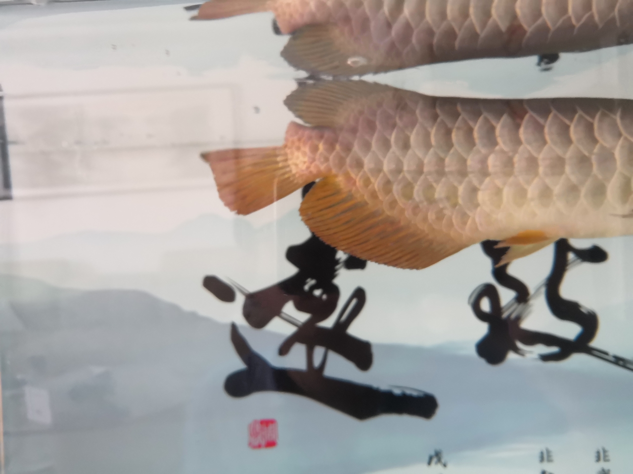 龍魚換缸出血怎么調(diào)整 馬拉莫寶石魚苗 第2張