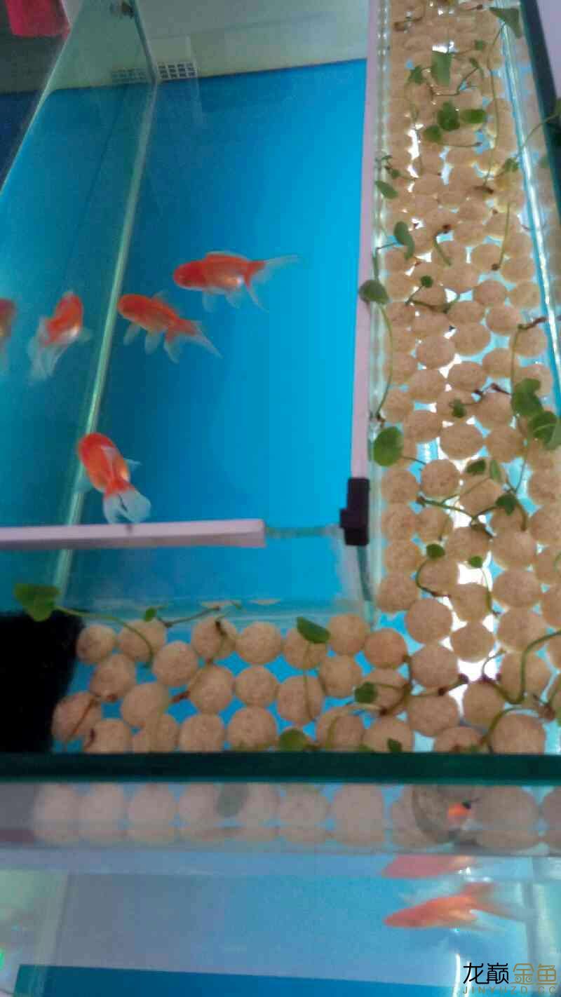 養(yǎng)魚——九月變化 慈雕魚 第8張