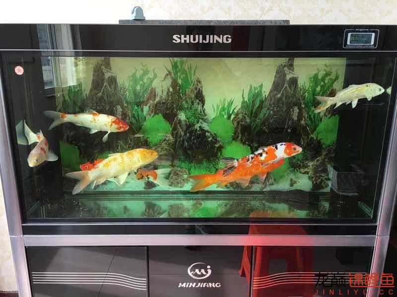 為什么清道夫不吃魚屎 三色錦鯉魚 第5張