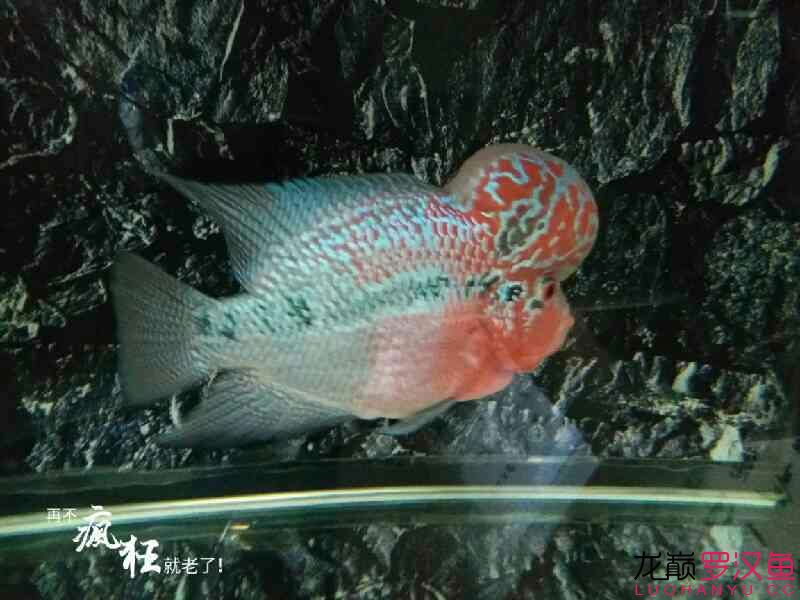 馬上進(jìn)缸兩個(gè)月了 朱巴利魚(yú)苗 第4張