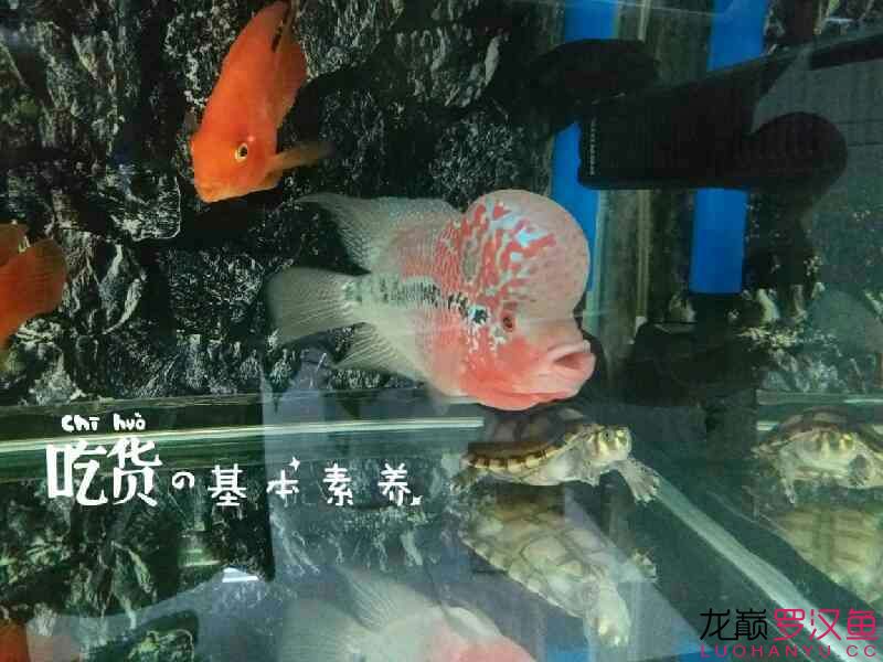 馬上進(jìn)缸兩個(gè)月了 朱巴利魚(yú)苗 第5張