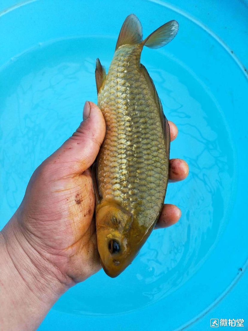 沒(méi)錯(cuò)就是便宜 魚(yú)缸等水族設(shè)備 第3張