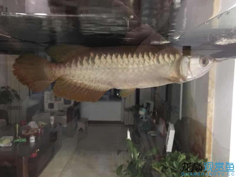 第一天闖缸魚650貴么