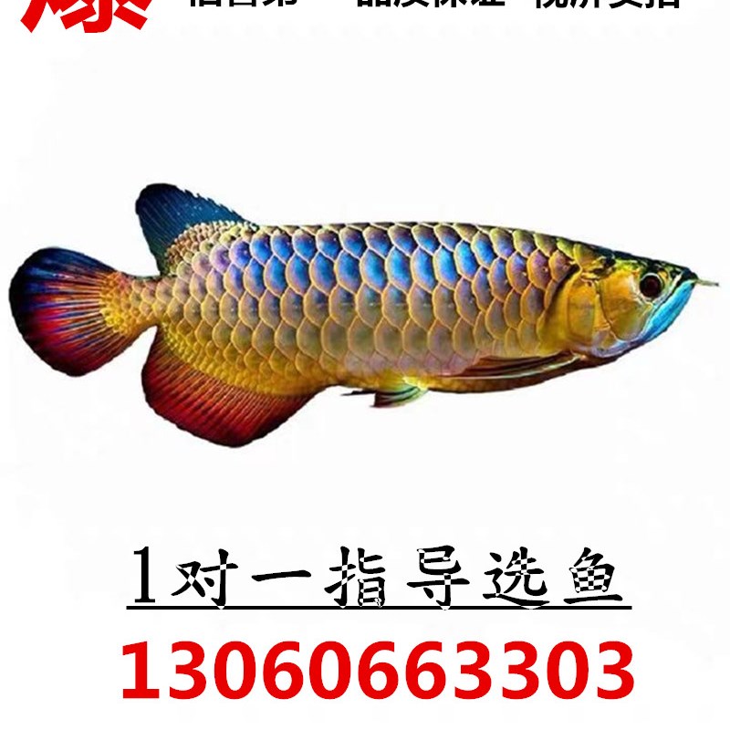 出售三色母魚(yú) 申古銀版魚(yú) 第3張