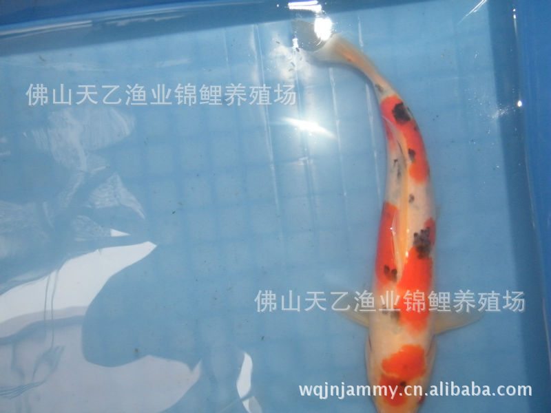 紅馬死在路上讓它們感受下新家的溫度 鸚鵡魚 第2張