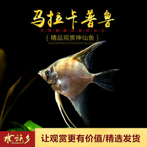 請(qǐng)大師評(píng)評(píng)價(jià) 朱巴利魚 第2張